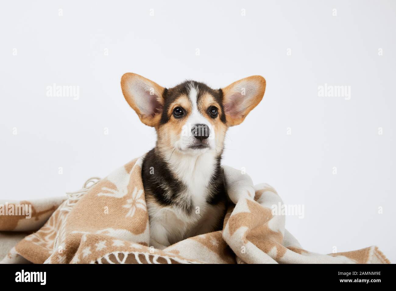 carino cucciolo di corgi gallese in coperta isolato su bianco Foto Stock