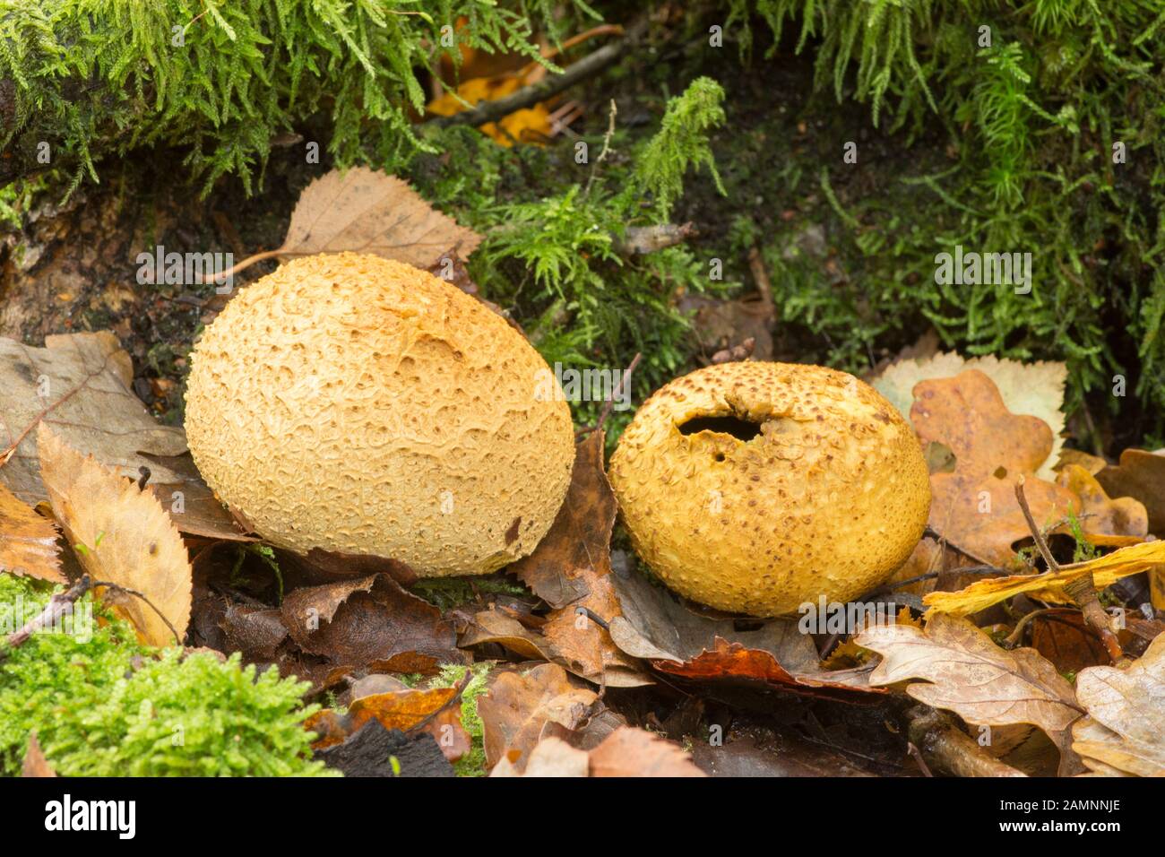 Messa a terra comune-ball, scleroderma citrinum, due scoppio aperto alla libera spore, Sussex, Ottobre Foto Stock