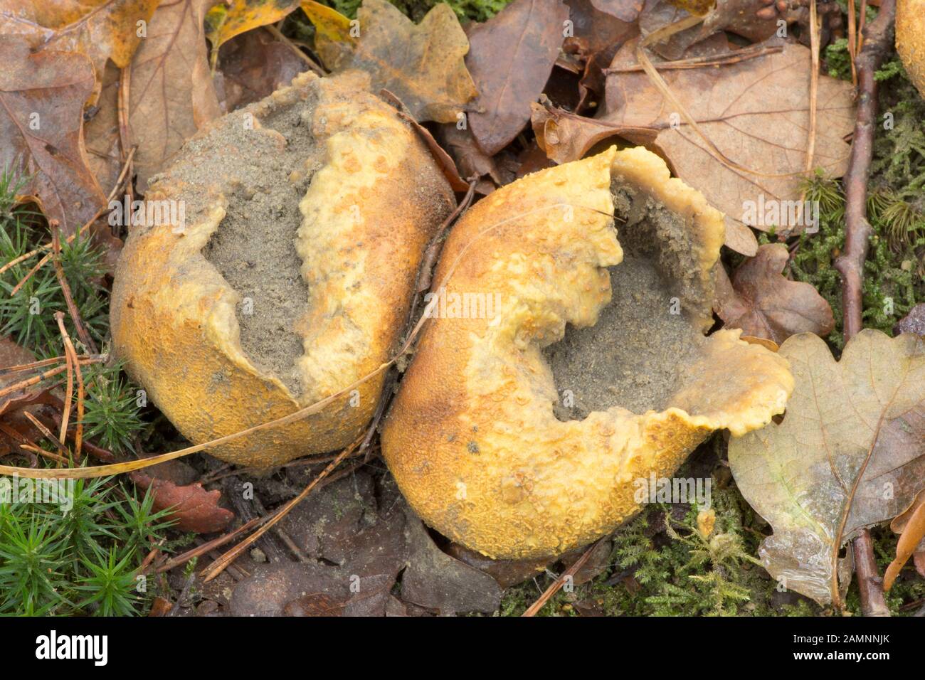 Messa a terra comune-ball, scleroderma citrinum, due scoppio aperto alla libera spore, Sussex, Ottobre Foto Stock