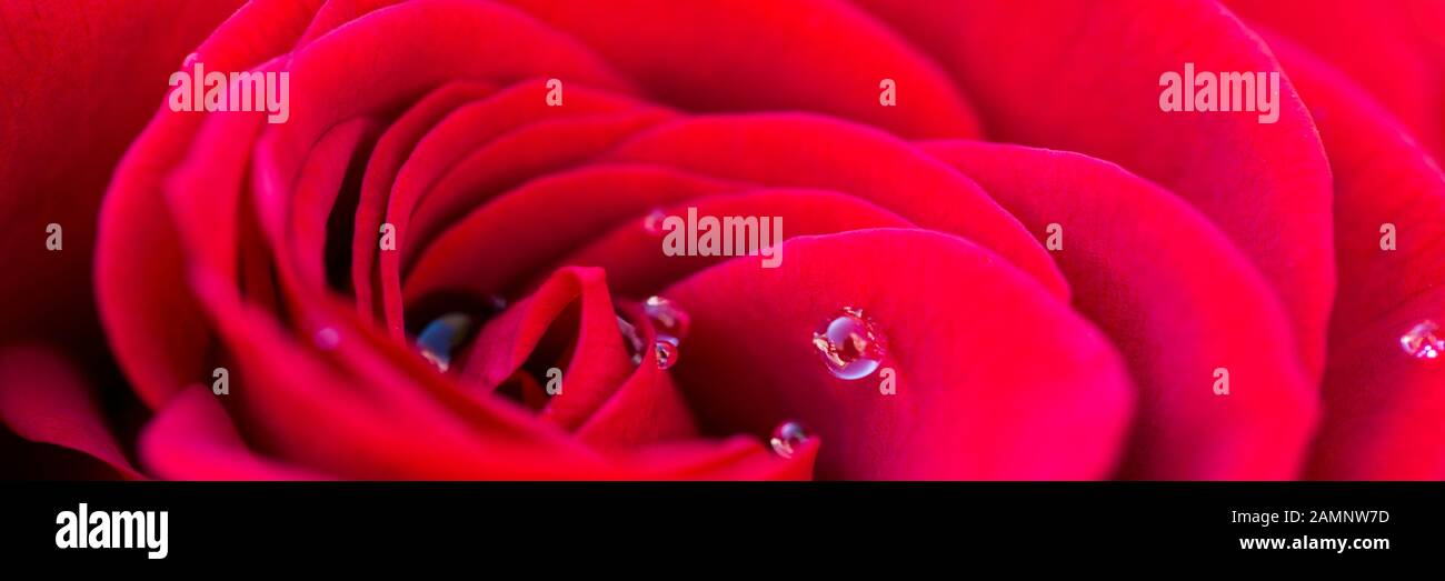 Macro di una rosa rossa con gocce d'acqua di rugiada, San Valentino sfondo panoramico Foto Stock