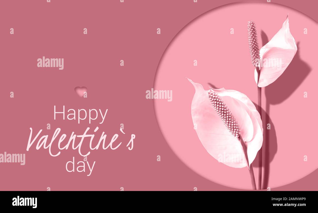 Spathiphyllum fiori su sfondo di colore rosa rosso. Design minimo. Card design con segno Happy San Valentino Foto Stock