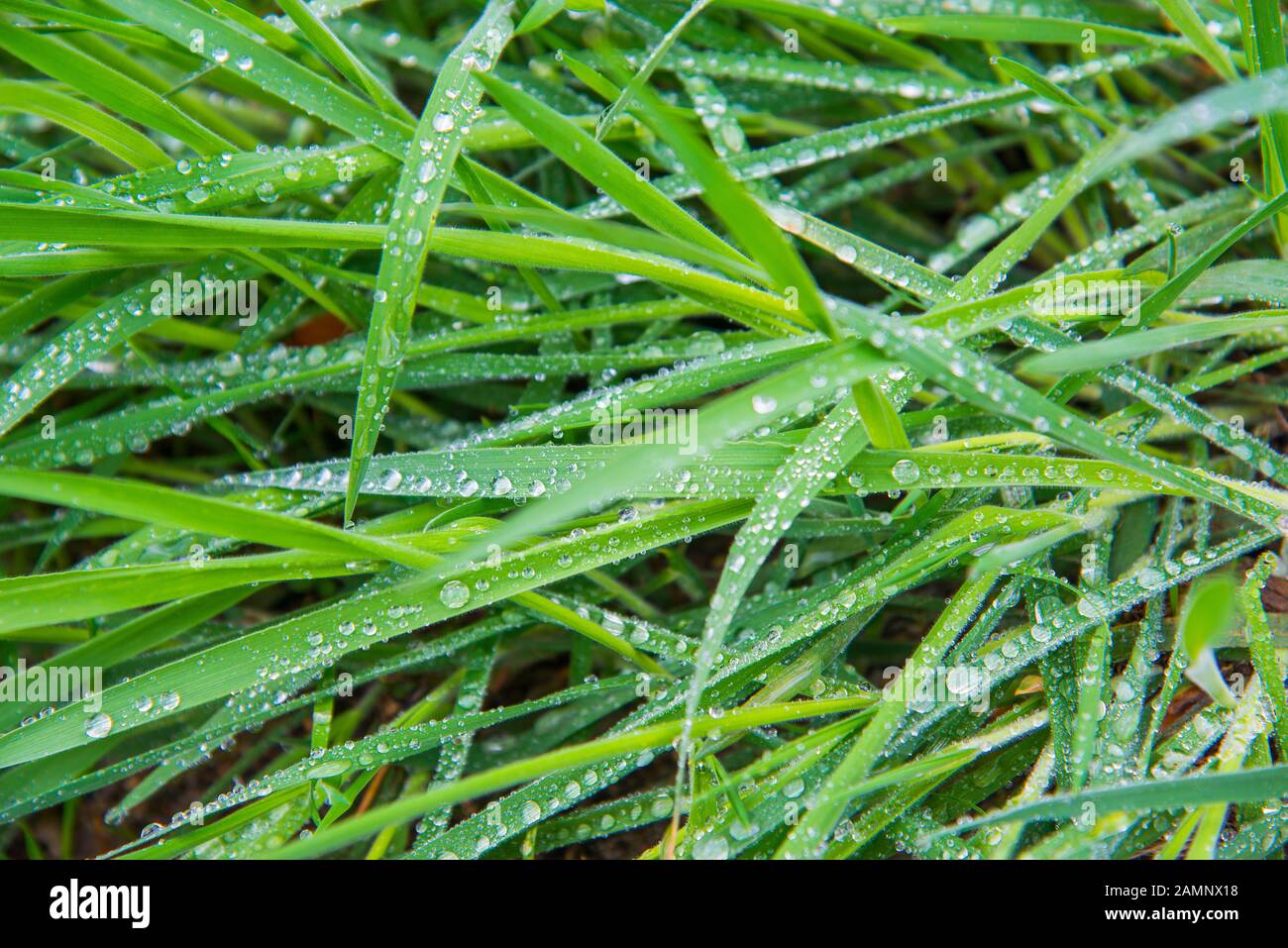 Erba bagnata Foto Stock