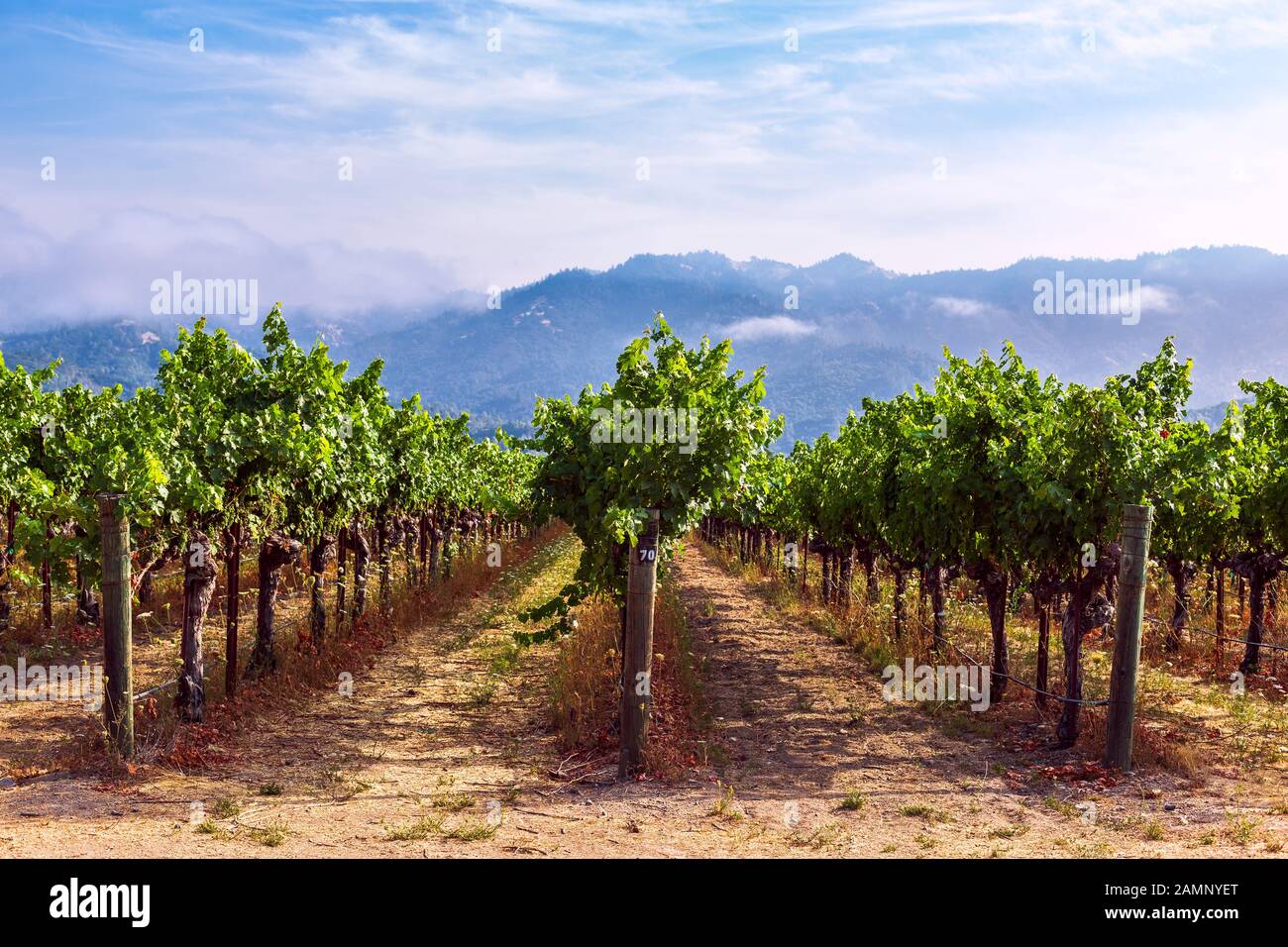 Filari di uve che crescono in un vigneto nella Napa Valley, California Foto Stock