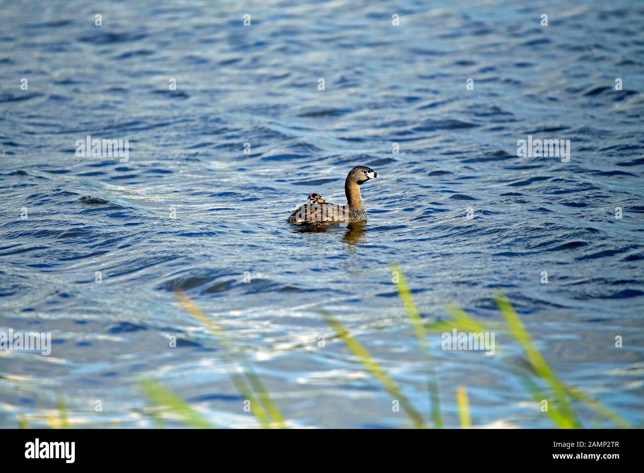 Un pied Fatturato Grebe chick a cavallo sulla schiena della madre. Il grebe pied-fatturato (Podilymbus podiceps) è una specie della famiglia grebe di uccelli acquatici. Foto Stock