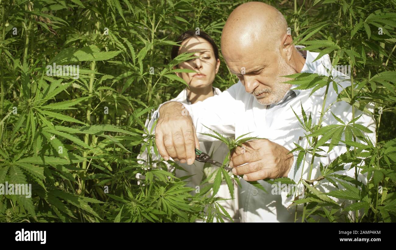 Ricercatori professionisti che lavorano in un campo di canapa, stanno controllando le piante e raccogliendo campioni per prove scientifiche Foto Stock