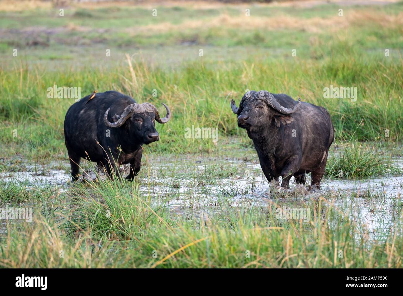 Due tori di bufalo africani (syncerus caffer) nella Riserva di gioco di Moremi, Delta di Okavango, Botswana, Africa del Sud Foto Stock