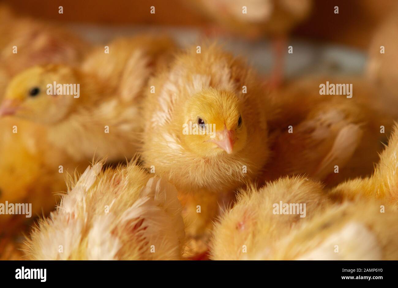 Fattoria di pollo al coperto, alimentazione di pollo, alimentazione di pollo alla graticola, alimentazione e mantenimento di polli alla quaglia Foto Stock