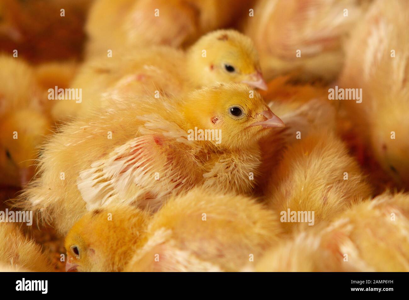 Fattoria di pollo al coperto, alimentazione di pollo, alimentazione di pollo alla graticola, alimentazione e mantenimento di polli alla quaglia Foto Stock
