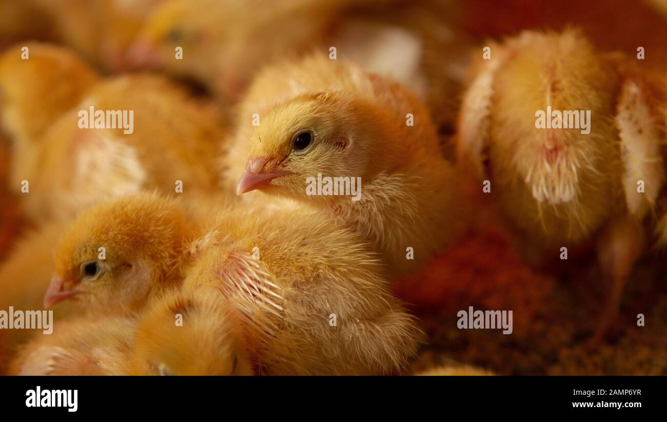 Fattoria di pollo al coperto, alimentazione di pollo, alimentazione di pollo alla graticola, alimentazione e mantenimento di polli alla quaglia Foto Stock