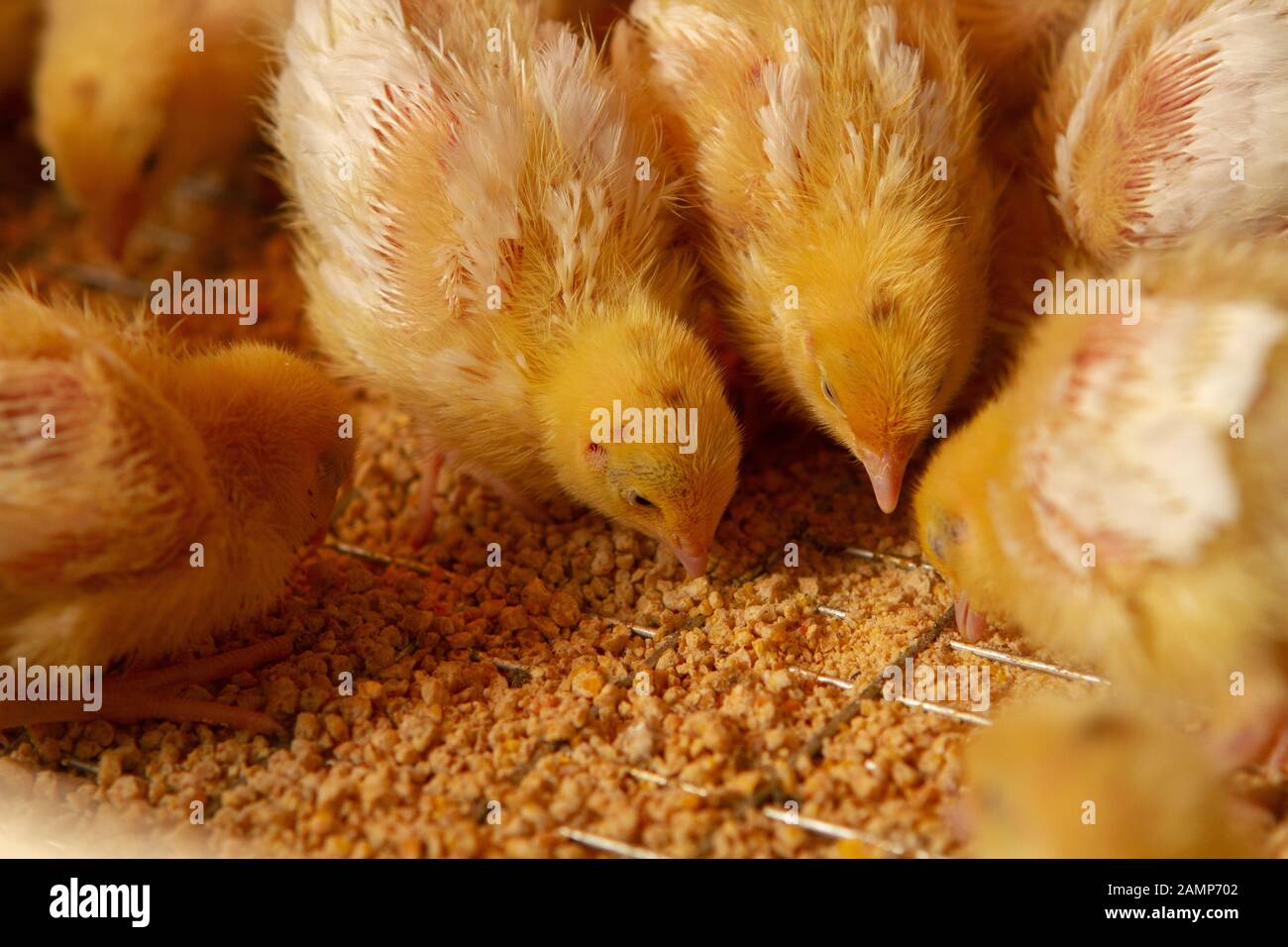 Fattoria di pollo al coperto, alimentazione di pollo, alimentazione di pollo alla graticola, alimentazione e mantenimento di polli alla quaglia Foto Stock
