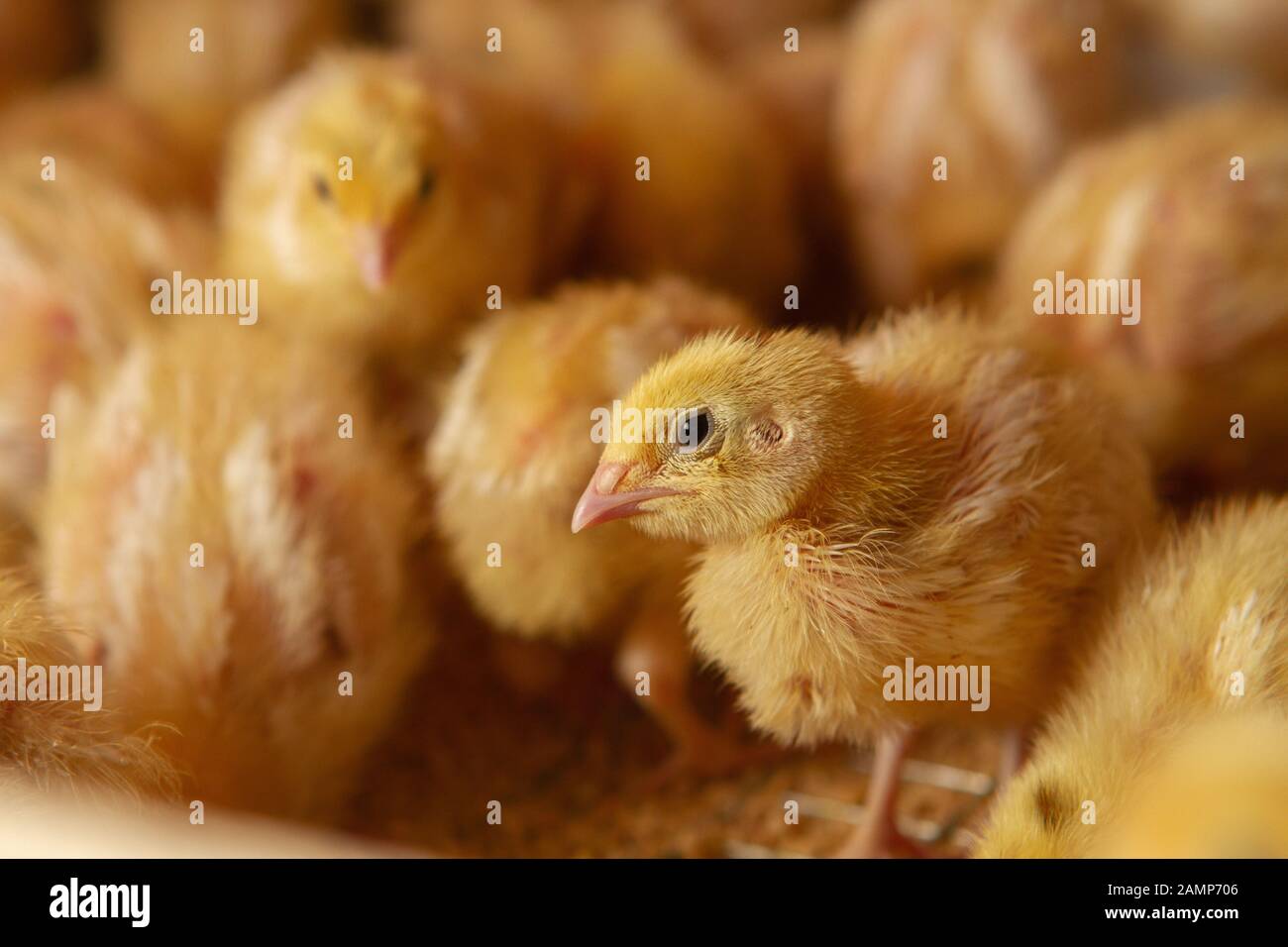 Fattoria di pollo al coperto, alimentazione di pollo, alimentazione di pollo alla graticola, alimentazione e mantenimento di polli alla quaglia Foto Stock