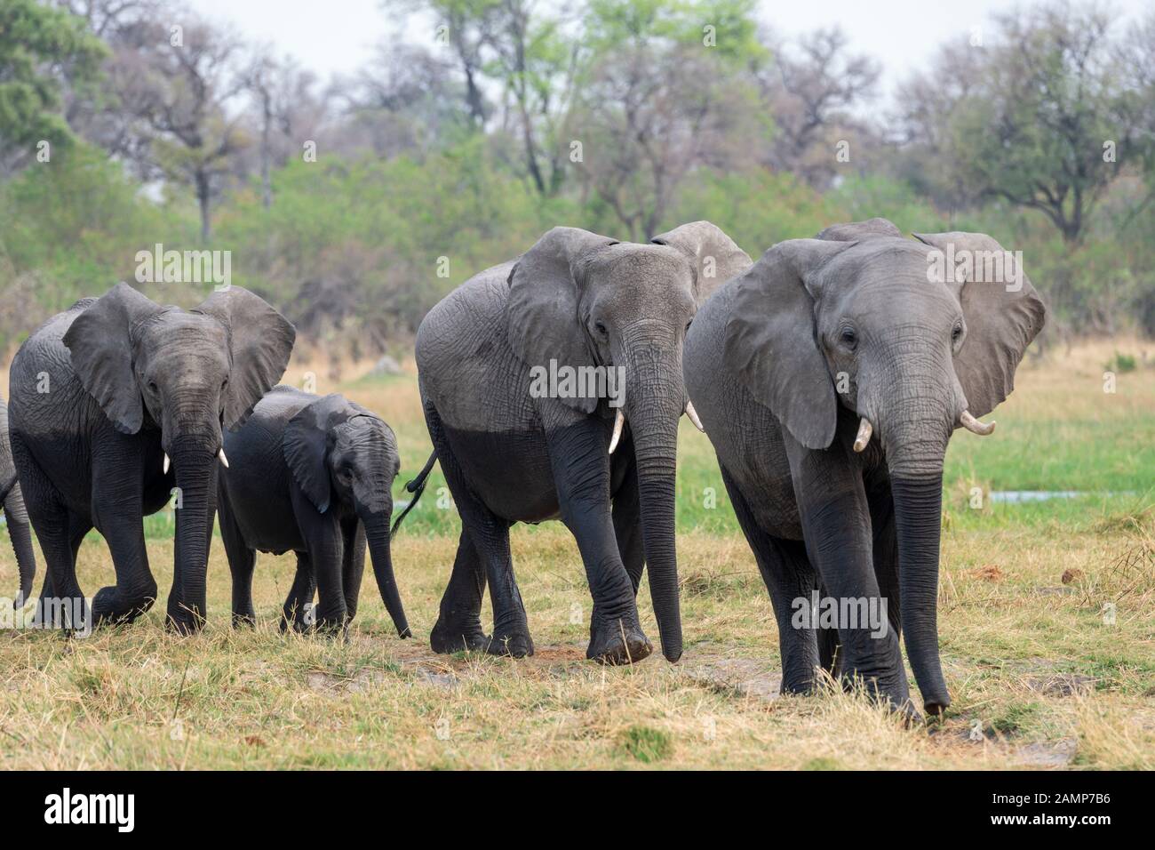 Mandria di elefanti africani (Loxodonta Africana) con giovani vitelli che lasciano il fiume nella Riserva di gioco di Moremi, Delta di Okavango, Botswana, Africa del Sud Foto Stock