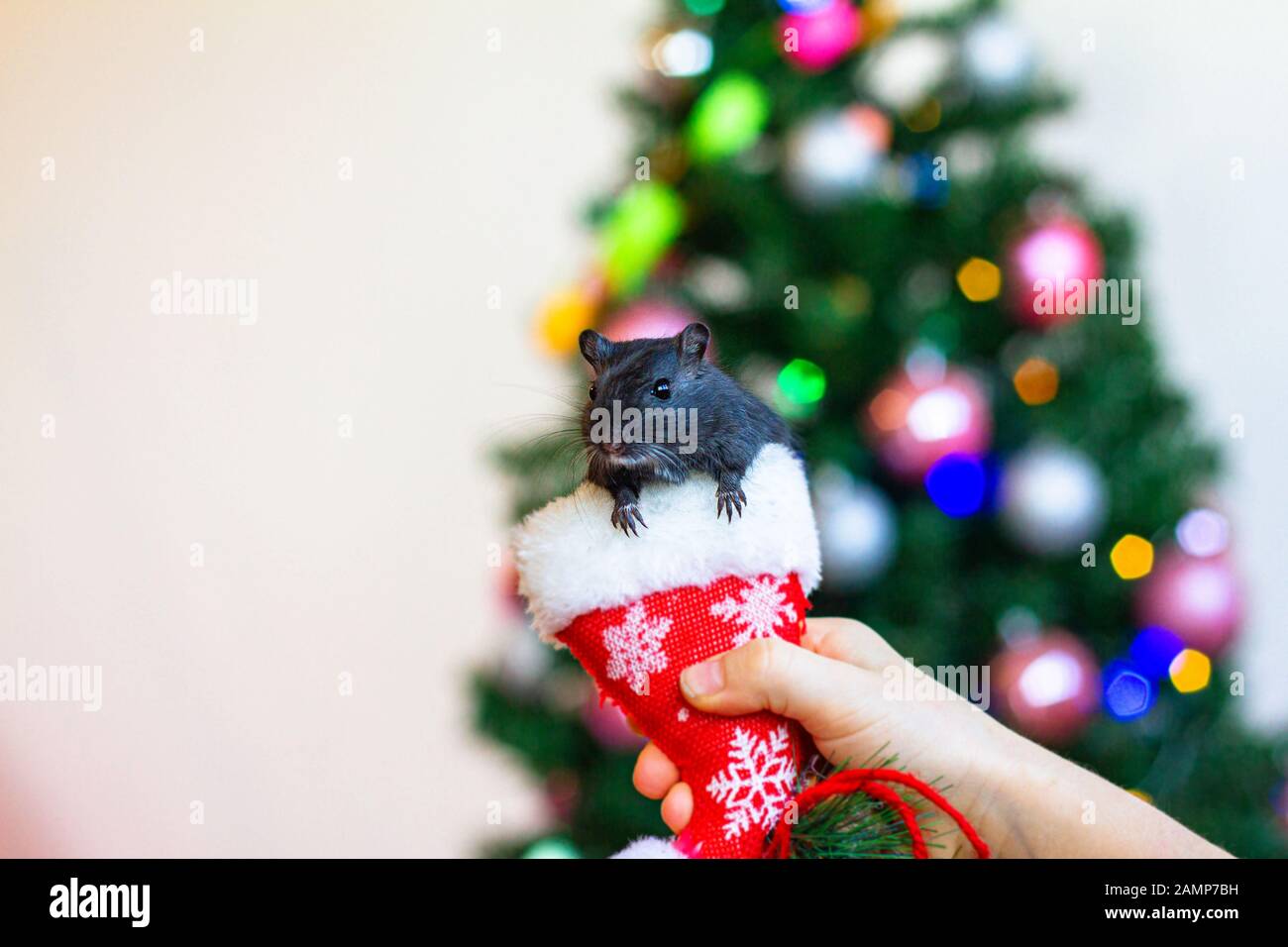 Mouse nero nelle mani di un bambino sullo sfondo di un albero di Natale Foto Stock