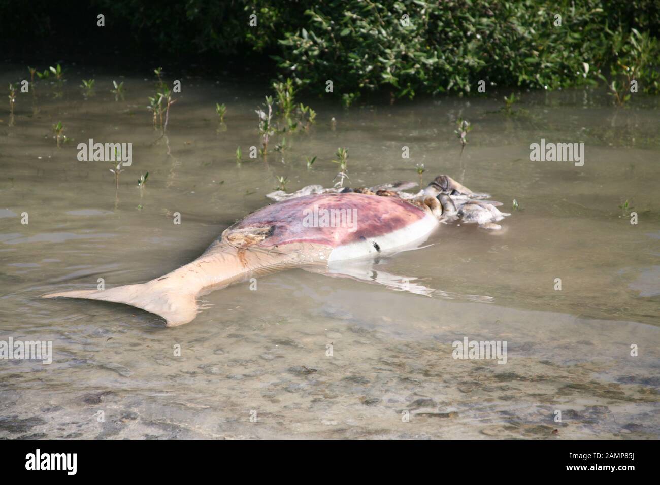 Il corpo di Dugong dopo essere stato colpito da una barca Foto Stock