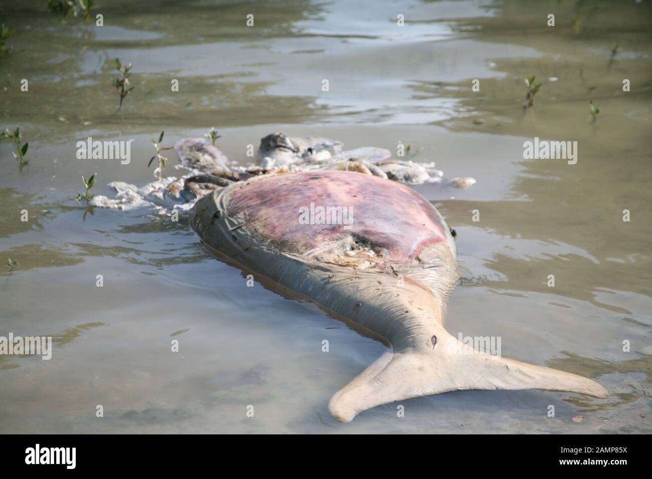 Il corpo di Dugong dopo essere stato colpito da una barca Foto Stock