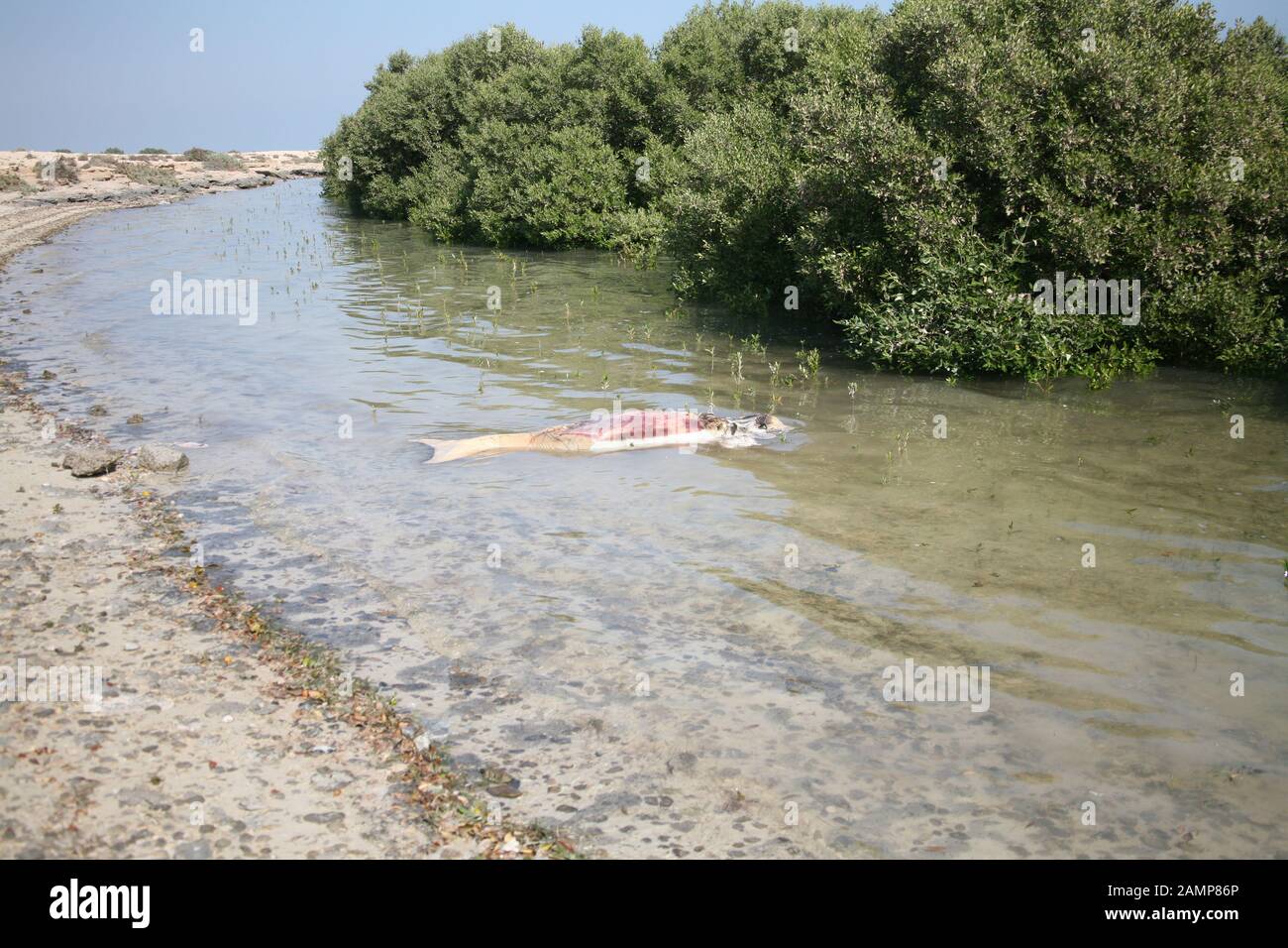 Il corpo di Dugong dopo essere stato colpito da una barca Foto Stock