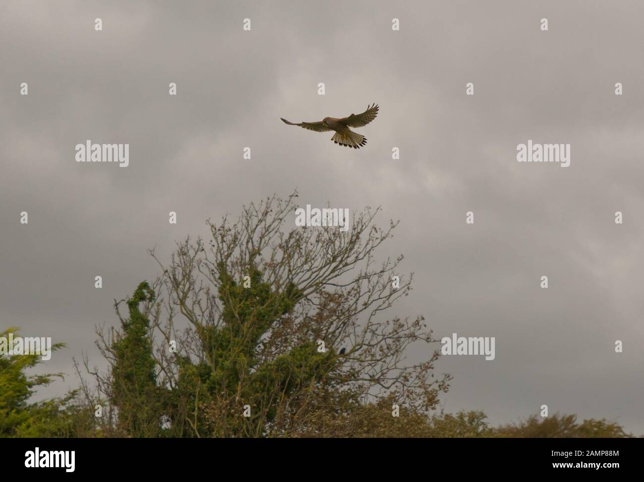 Kestrel, Falco tinnunculus, che si librano sul bordo degli alberi a Cuckmere Haven, East Sussex, Inghilterra Foto Stock