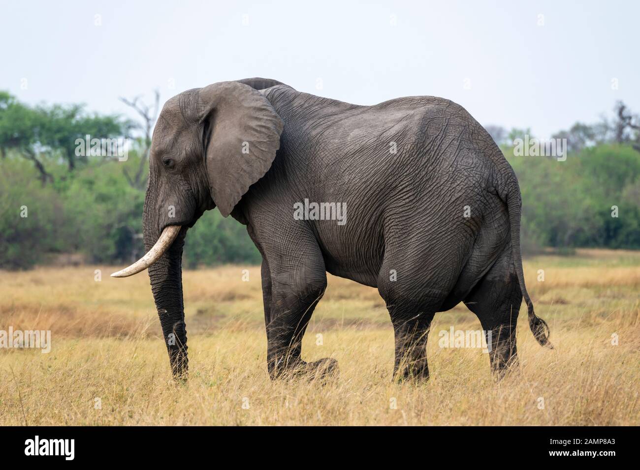 Grande elefante africano bull (Loxodonta Africana) attraversando prateria nella Riserva di gioco di Moremi, Delta di Okavango, Botswana, Africa del Sud Foto Stock