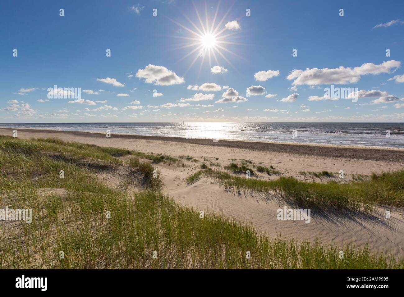 Spiaggia e marram europea erba / beachgrass (Ammophila arenaria) nelle dune di Texel, West Frisian Island nel mare di Wadden, Paesi Bassi Foto Stock