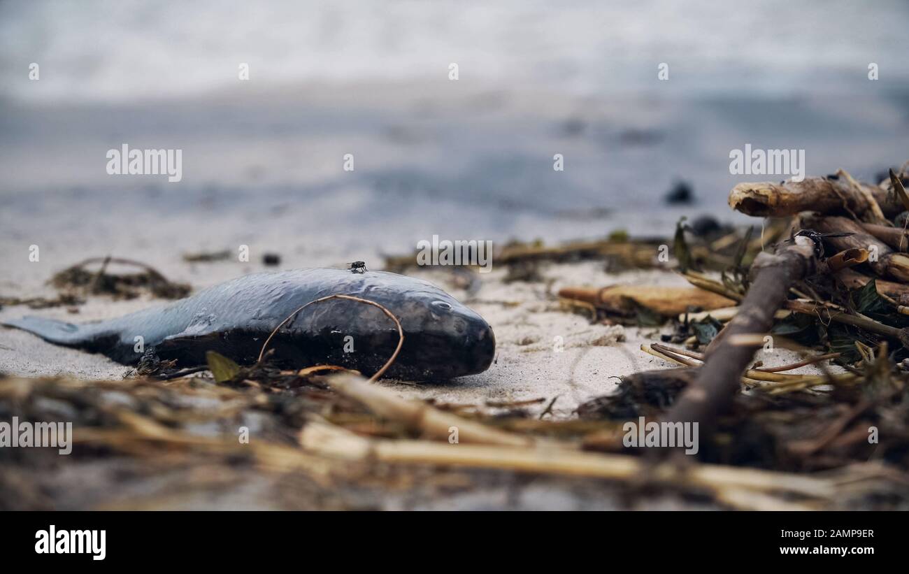 Stink pesci morti che decadano su mare inquinato, rifiuti tossici che danneggiano la natura Foto Stock