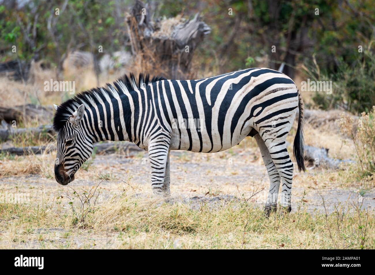 Zebra maschile di Burchell (Equus quagga) in piedi in zona aperta di scrub in Moremi Game Reserve, Okavango Delta, Botswana, Sud Africa Foto Stock