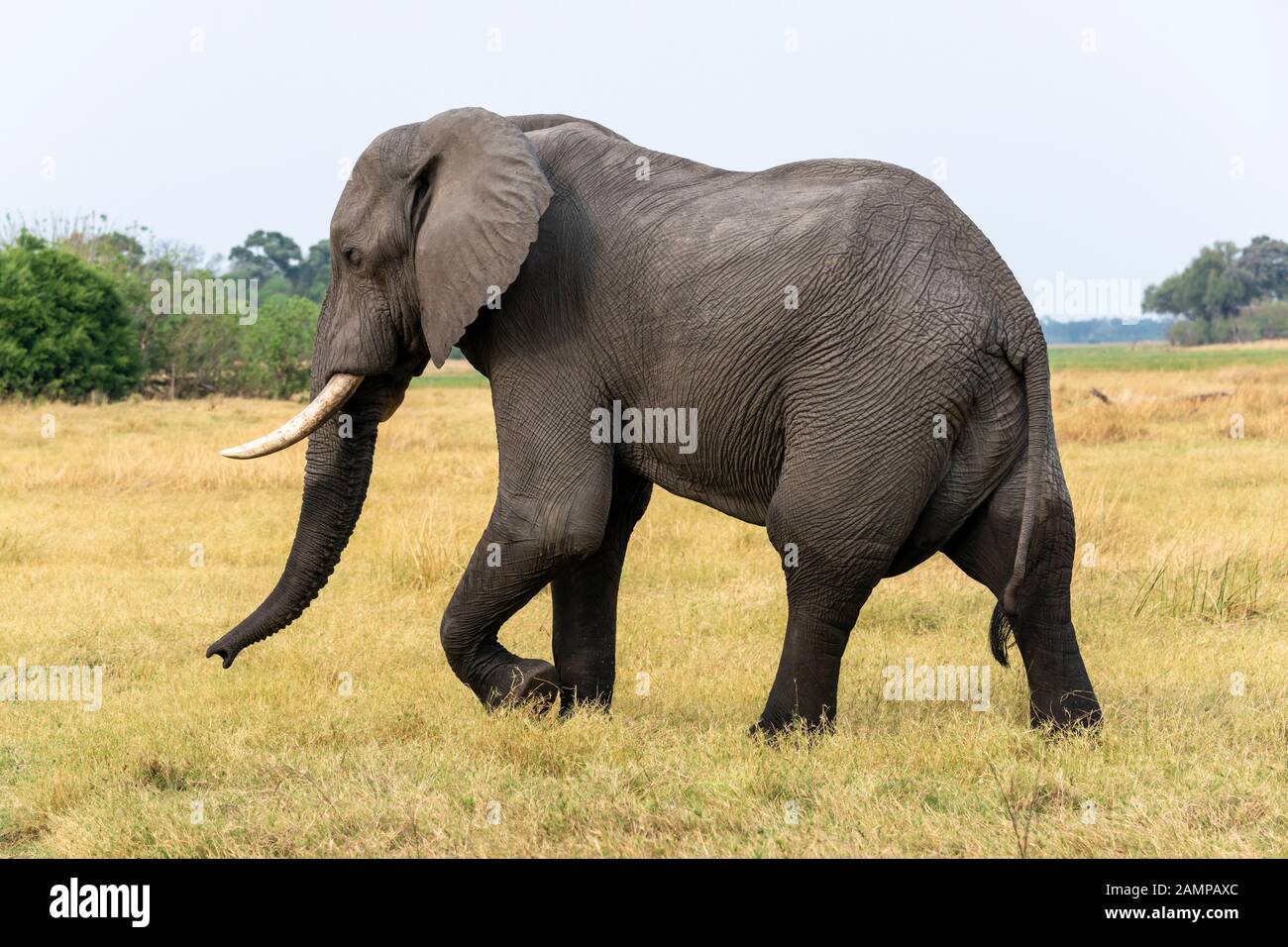 Grande elefante africano bull (Loxodonta Africana) attraversando prateria nella Riserva di gioco di Moremi, Delta di Okavango, Botswana, Africa del Sud Foto Stock