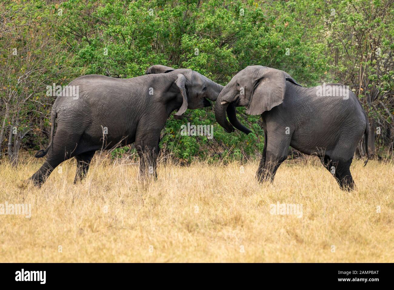 Due giovani tori di elefanti africani (Loxodonta Africana) giocano a combattere nella Riserva di gioco di Moremi, Delta di Okavango, Botswana, Africa del Sud Foto Stock