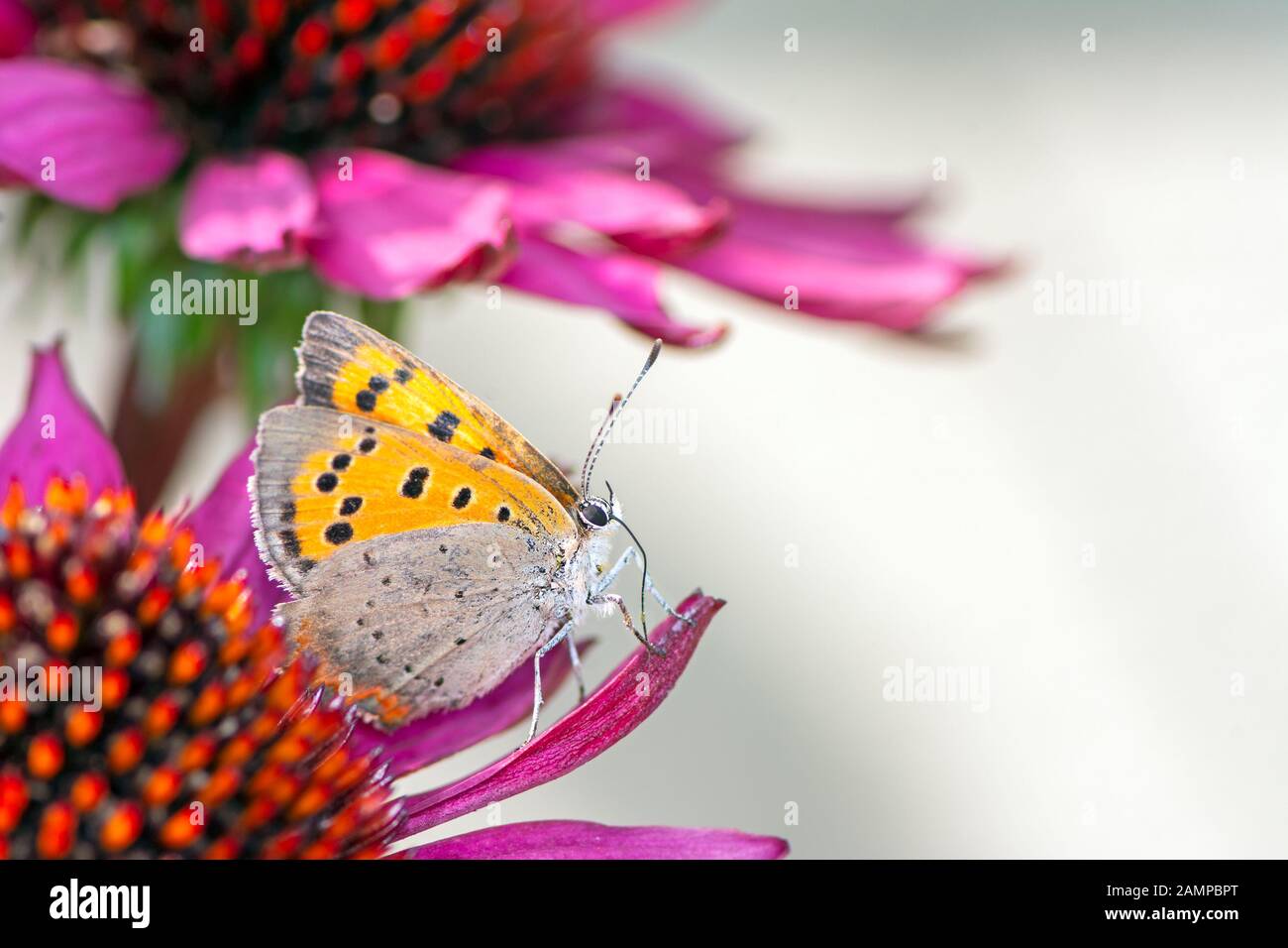 Macro di un comune di rame (farfalla Lycaena phlaeas) nettare di raccolta su un fiore Foto Stock