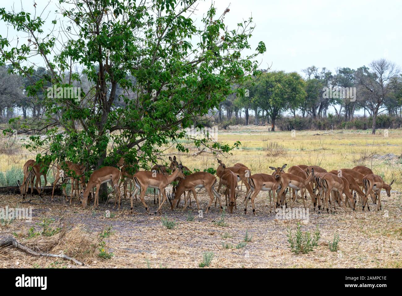 Mandria di giovani uomini e donne impala (Aepyceros melampus) nella prateria di Moremi Game Reserve, Okavango Delta, Botswana, Sud Africa Foto Stock
