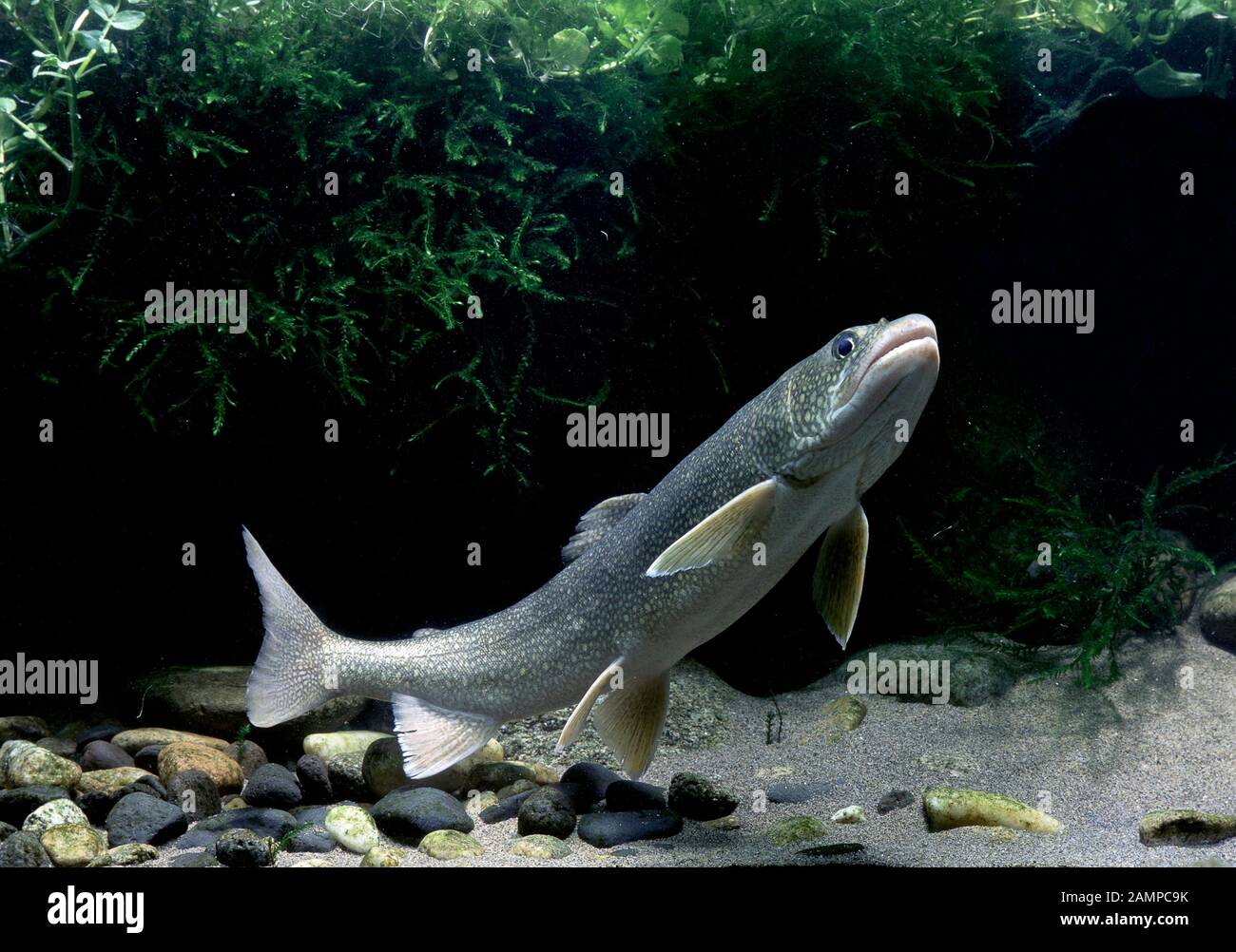 Trota di lago (Salvelinus namaycush), captive, Francia Foto Stock