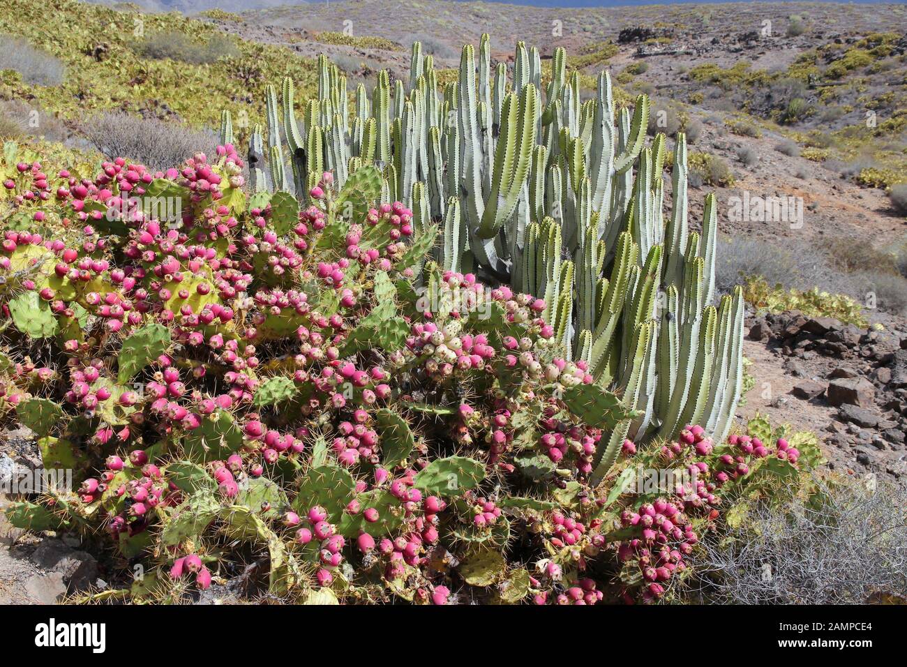 Tenerife, Isole Canarie, Spagna - natura delle Canarie. Isola delle Canarie (Euforbia Euphorbia canariensis) sulla destra e di fico d'India (Opuntia dilenii) sul Foto Stock