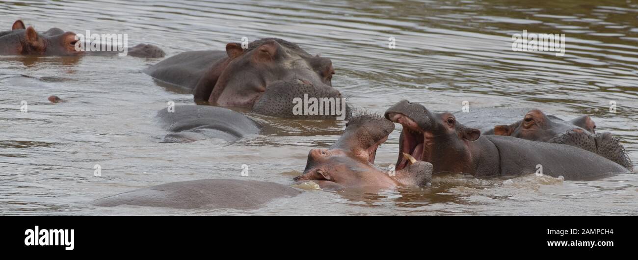 Comune (ippopotamo Hippopotamus amphibius) sguazzare in fondali bassi di fiume di Mara. Parco Nazionale del Serengeti, Tanzania. Foto Stock