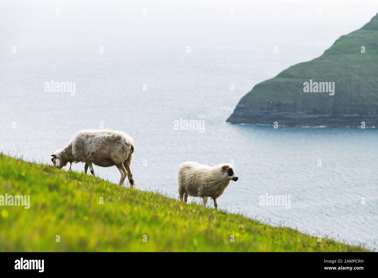 Vista mattutina sulle isole Faroe estive con due pecore in primo piano. Isola di Streymoy, Danimarca. Fotografia di paesaggio Foto Stock