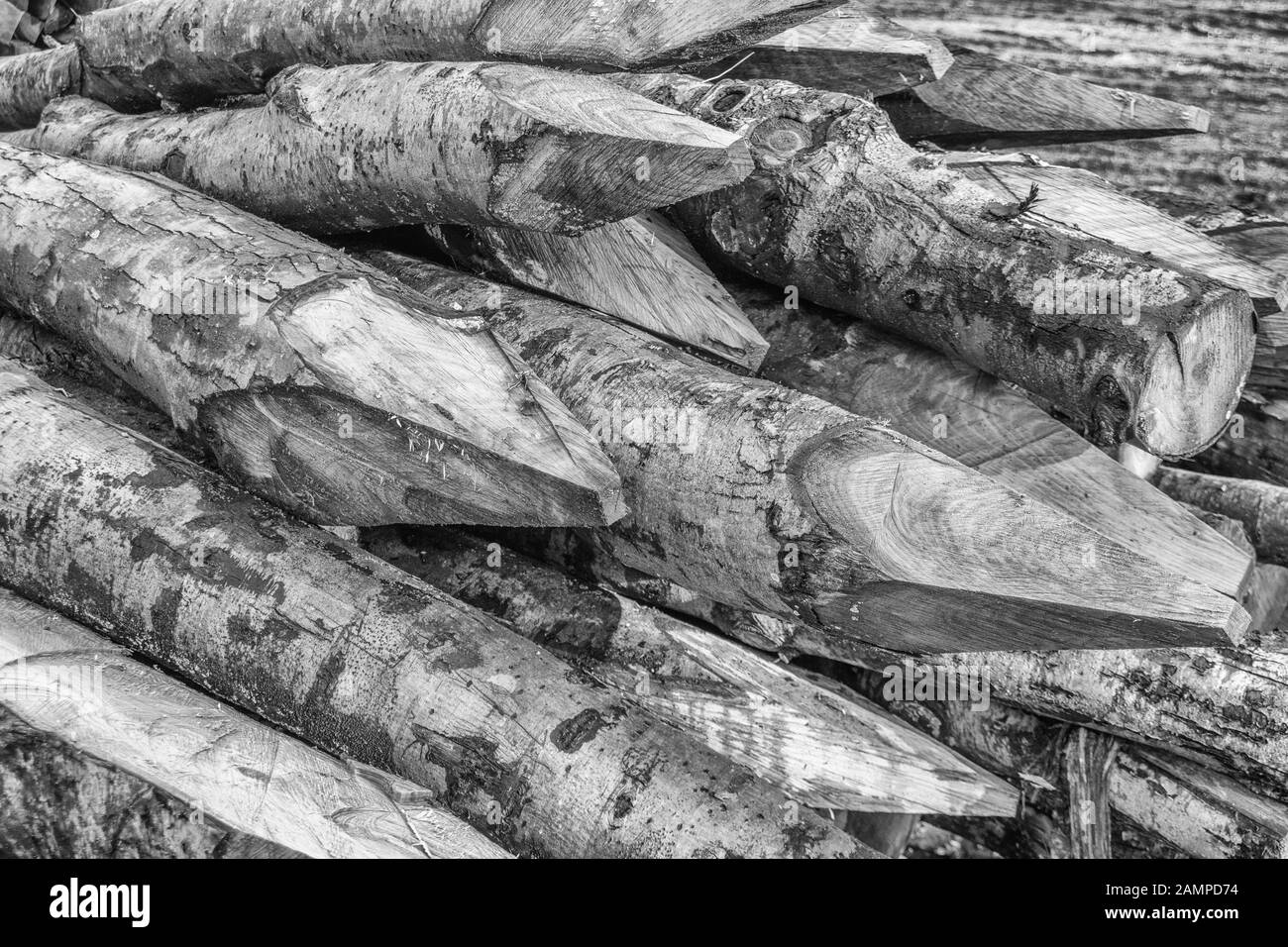 Impilato / pila di legno non trattato pali recinzione in una silvicoltura zona di abbattimento. Metafora: appuntita, al punto, punto aguzzo. Foto Stock