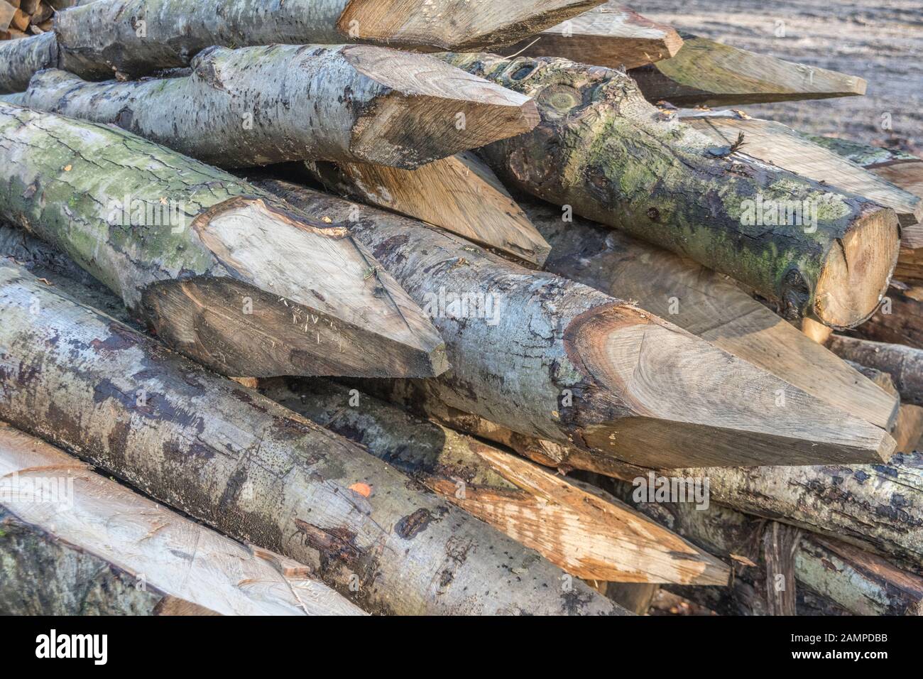 Impilato / pila di legno non trattato pali recinzione in una silvicoltura zona di abbattimento. Metafora: appuntita, al punto, punto aguzzo. Foto Stock