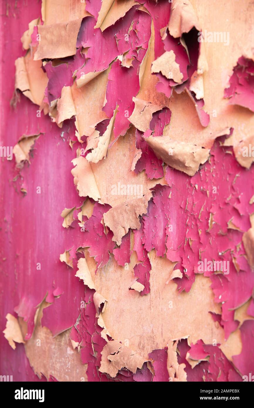 Grunge peeling viola vernice sfondo texture. Foto Stock