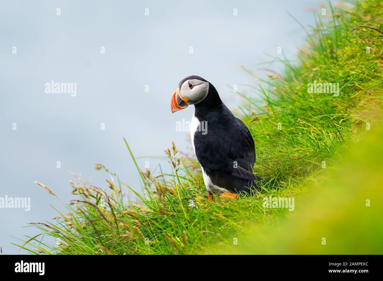 Famoso uccello faeroese - puffin sul bordo della costa erbosa dell'isola di Faroe Mykines nell'oceano Atlantico. Isole Faroe, Danimarca. Fotografia animale Foto Stock