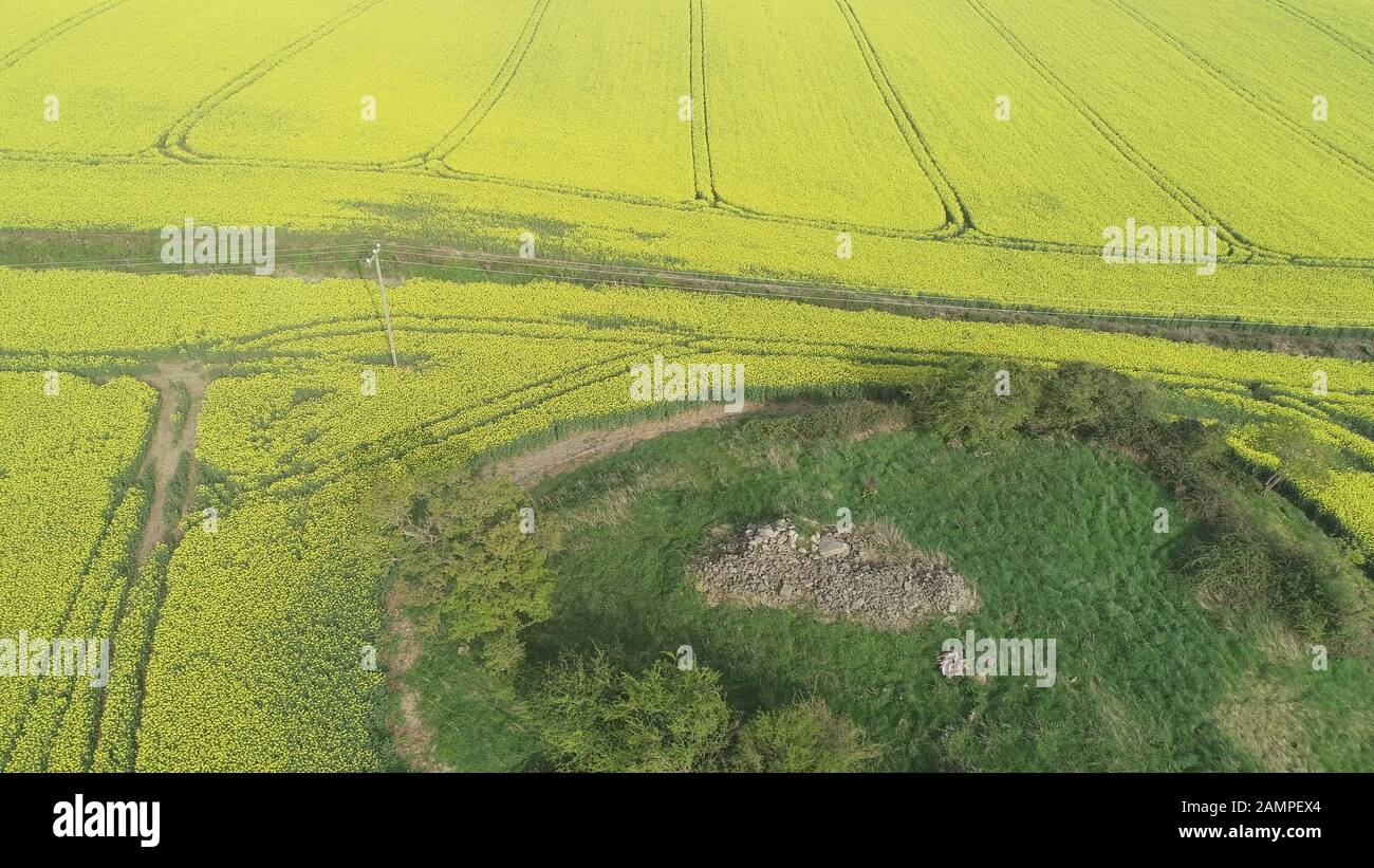 Drone veduta aerea di un campo di colza in fiore in est dell Irlanda. Foto Stock