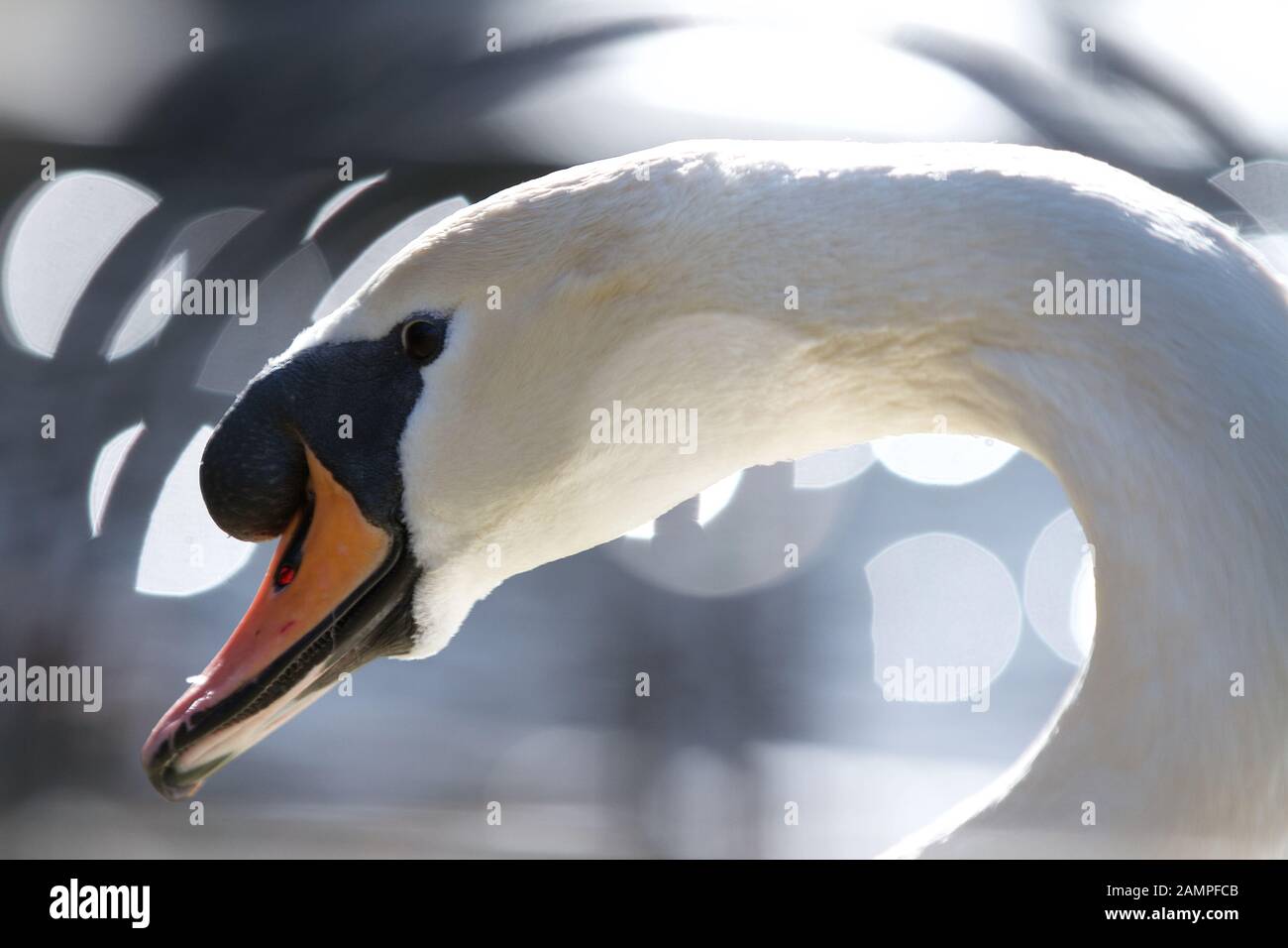 Inquadratura ravvicinata di un cigno la testa Foto Stock