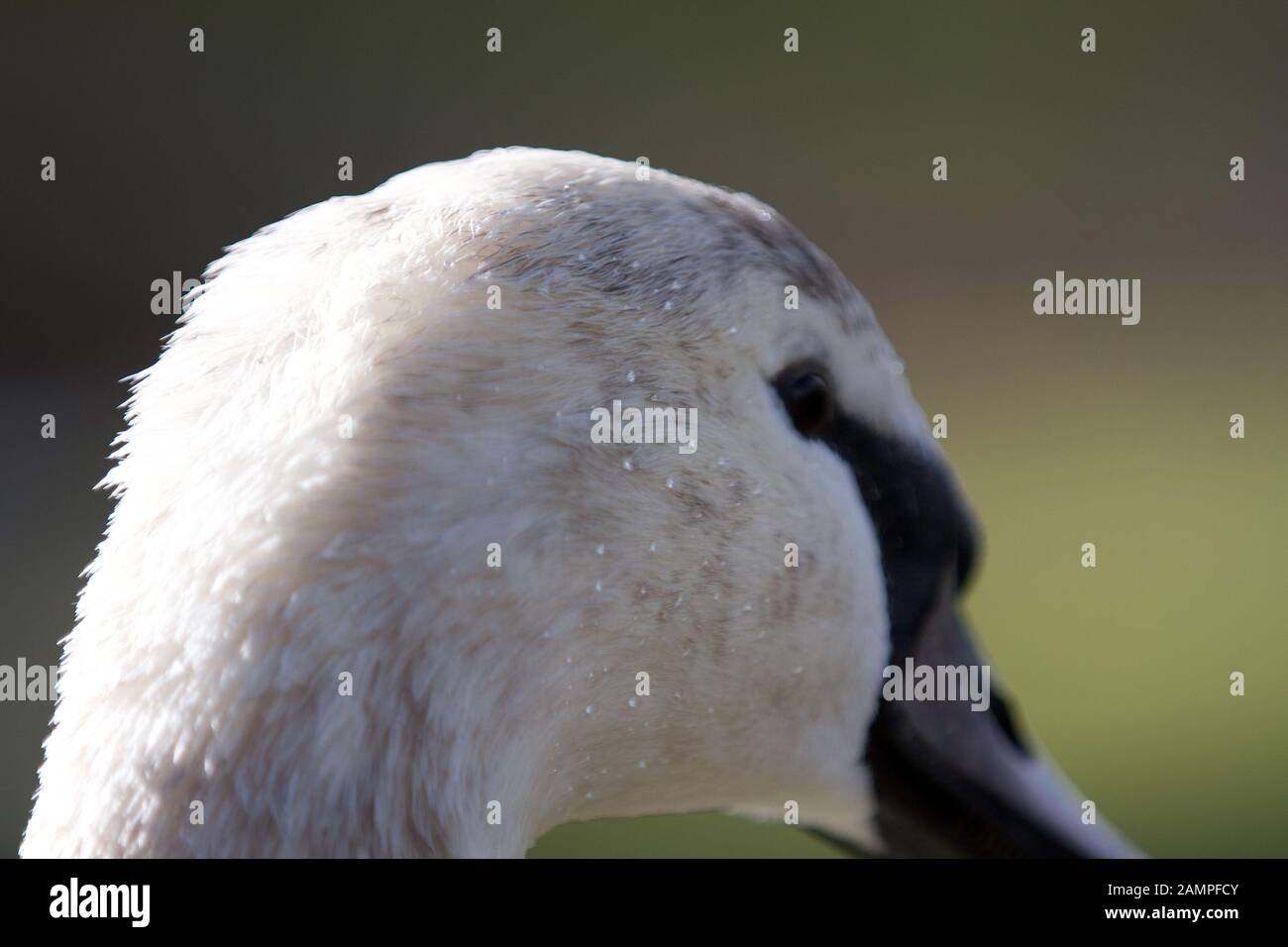 Inquadratura ravvicinata di un cigno la testa Foto Stock