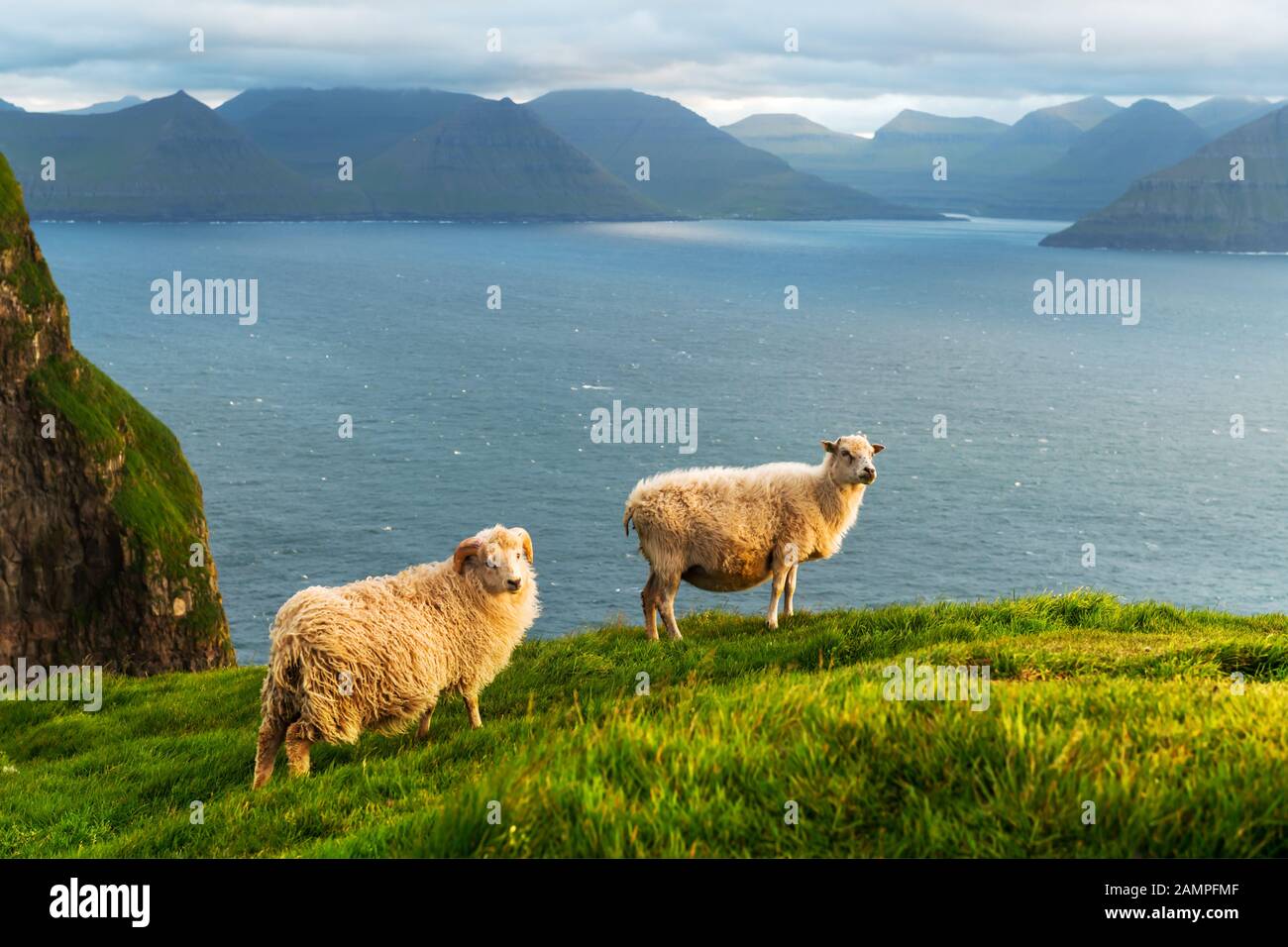 Vista mattutina sulle isole Faroe estive con due pecore in primo piano. Isola di Kalsoy, Danimarca. Fotografia di paesaggio Foto Stock