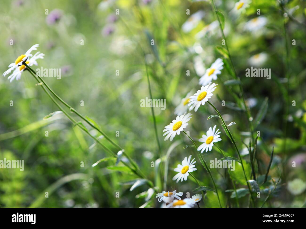 Fiori Selvatici In Fiore Matricaria Chamomilla O Matricaria Recutita O Chamomile. Comunemente Conosciuto Come Camomilla Italiana, Chamomile Tedesco, Ungherese Foto Stock