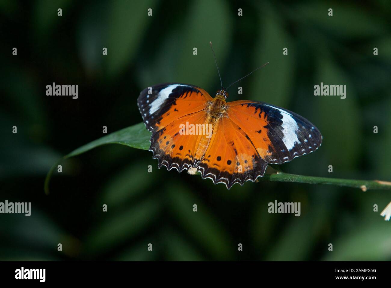 Primo piano di una farfalla dai colori vivaci in Australia. Foto Stock