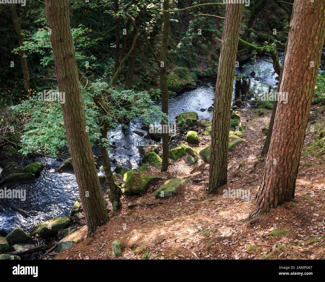 Flusso di bosco. Guardando verso il basso attraverso gli alberi di Burbage Brook Flowing sebbene Padley Gorge, Derbyshire, Peak District, England, Regno Unito Foto Stock
