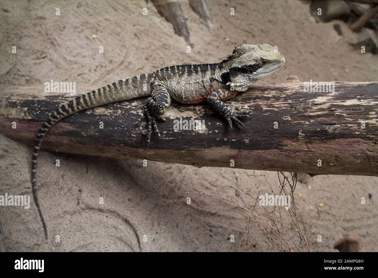 Una lucertola Tuatara, nativo di Nuova Zelanda, crogiolarvi al sole su un tronco di albero. Foto Stock