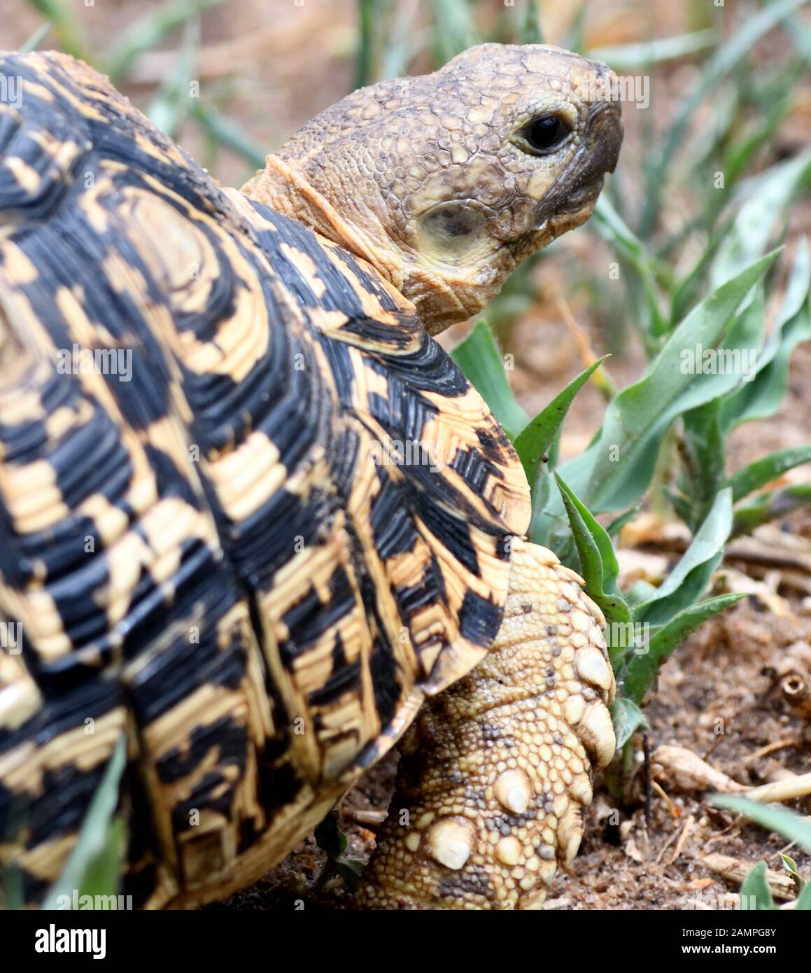 Primo piano di una tartaruga leopardata (Stigmochelys pardalis) che si spinge attraverso l'erba secca del Parco Nazionale Tarangire. Parco Nazionale Di Tarangire, Foto Stock