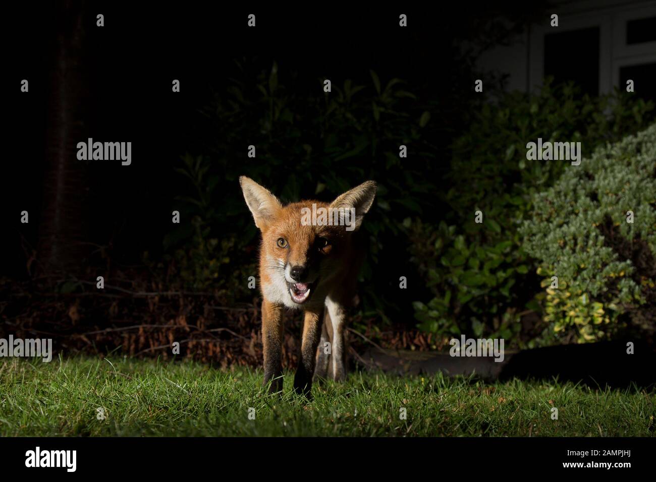 Primo piano vista frontale di selvaggio, affamato urbano UK volpe rossa (Vulpes vulpes) isolato nel buio, foraging per il cibo nel giardino del Regno Unito di notte, illuminato da riflettori. Foto Stock