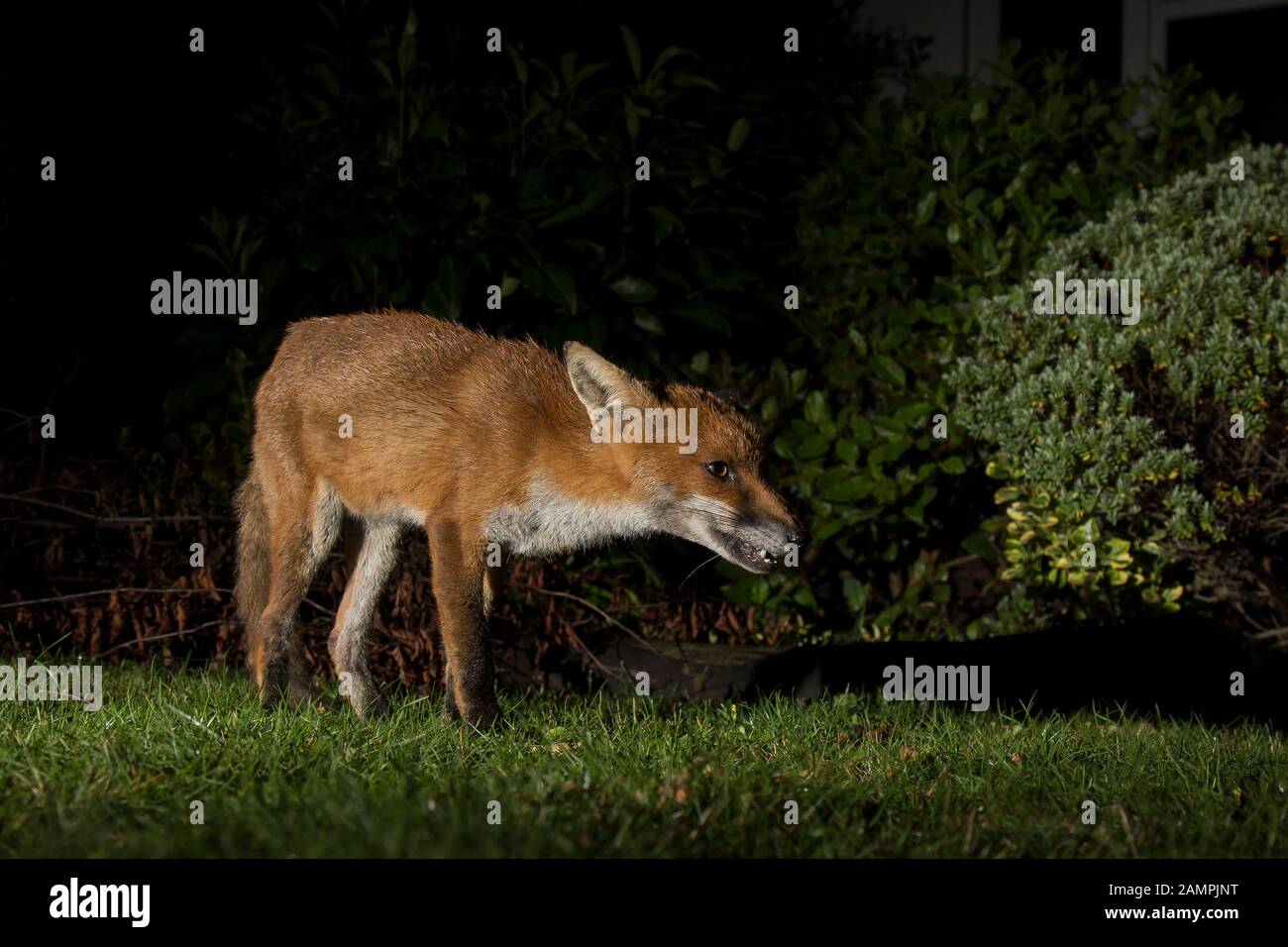 Angolo basso vicino di urbano UK volpe rossa (Vulpes vulpes) isolato sulla proliferazione in un giardino britannico di notte, illuminato da riflettori di sicurezza. Fauna britannica. Foto Stock