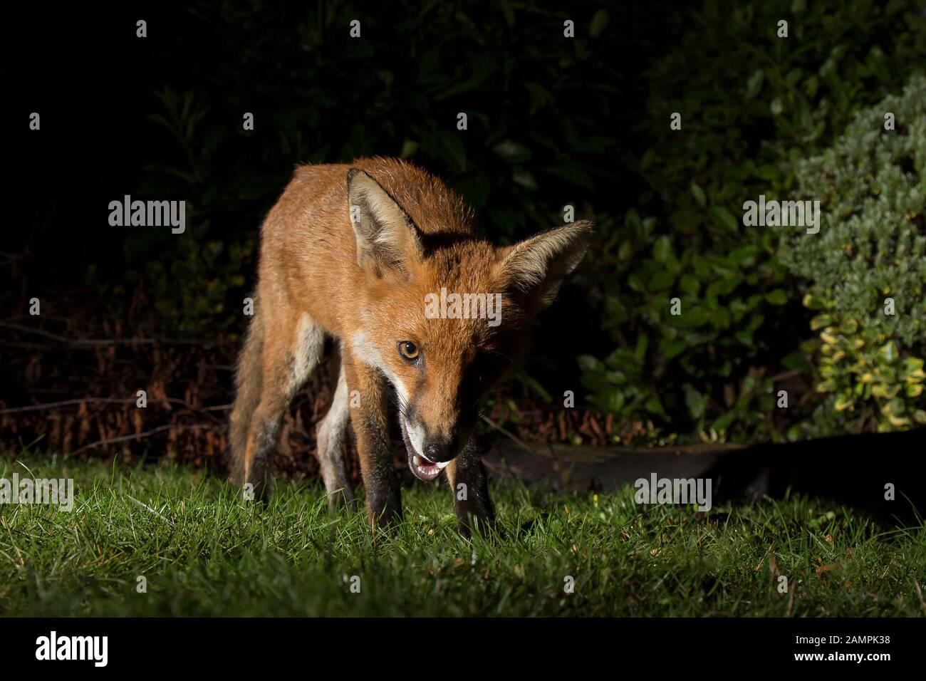 Primo piano vista frontale di selvaggio, affamato urbano UK volpe rossa (Vulpes vulpes) isolato nel buio, foraging per il cibo nel giardino del Regno Unito di notte, illuminato da riflettori. Foto Stock