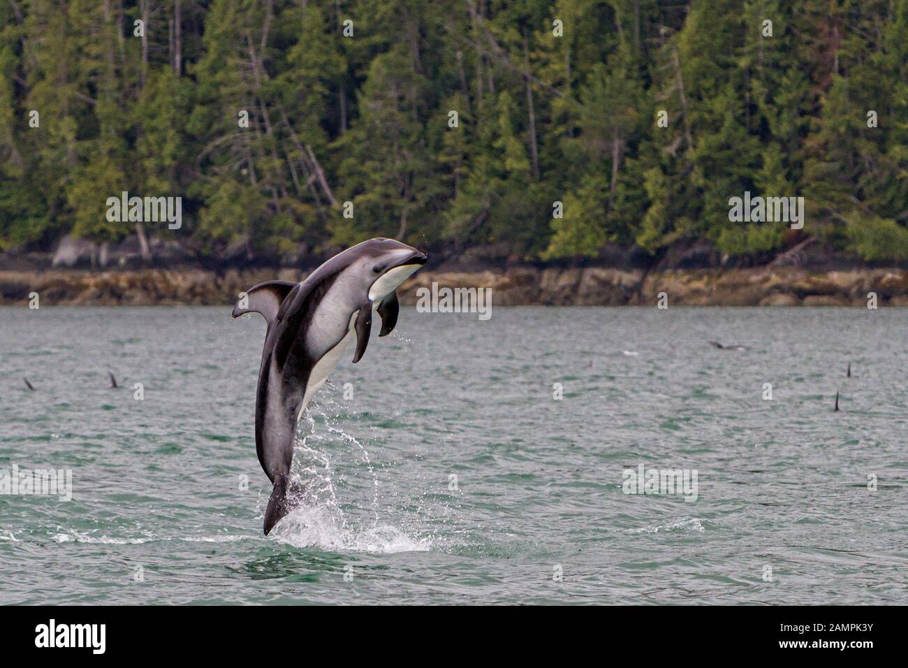 Pacific White-sided delfino saltando lungo l'Arcipelago di Broughton, First Nations Territory al largo di Vancouver Island, British Columbia, Canada. Foto Stock